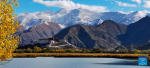 This photo taken with a mobile phone on Oct. 29, 2022 shows the Lhalu wetland in Lhasa, southwest China`s Tibet Autonomous Region. (Xinhua/Shen Hongbing)