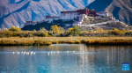 This photo taken on Nov. 5, 2022 shows the Lhalu wetland in Lhasa, southwest China`s Tibet Autonomous Region. (Xinhua/Lyu Qiuping)