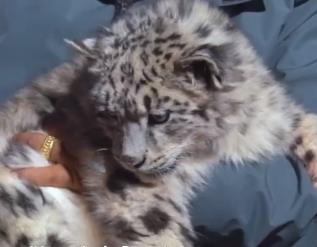 Snow leopard cub released into wild in China's Tibet