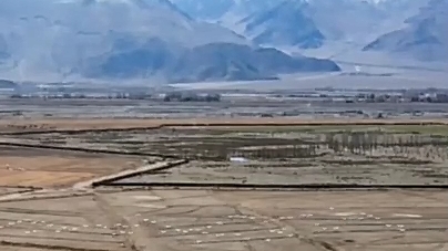 Black-necked cranes flock to wetlands in China's Tibet