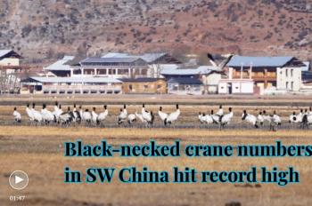 Black-necked crane numbers in SW China hit record high