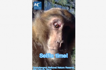 Monkey “selfies”captured on camera in China’s Tibet