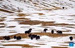 This photo taken on April 17, 2023 shows wild yaks at the Qiangtang National Nature Reserve in the northern part of southwest China`s Tibet Autonomous Region.