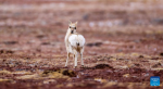 This photo taken on April 16, 2023 shows a Tibetan gazelle at the Qiangtang National Nature Reserve in the northern part of southwest China`s Tibet Autonomous Region.