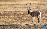 This photo taken on April 15, 2023 shows a Tibetan antelope at the Qiangtang National Nature Reserve in the northern part of southwest China`s Tibet Autonomous Region.