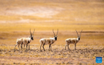 This photo taken on April 18, 2023 shows Tibetan antelopes at the Qiangtang National Nature Reserve in the northern part of southwest China`s Tibet Autonomous Region.