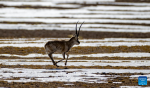 This photo taken on April 18, 2023 shows a Tibetan antelope at the Qiangtang National Nature Reserve in the northern part of southwest China`s Tibet Autonomous Region.