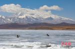 Melting Iice floes are seen in Lake Manasarovar, Purang County, Ngari Prefecture, Tibet Autonomous Region, April 21, 2023. The frozen lake has started to thaw as the temperature rises in spring. (Photo: China News Service/Liu Xiaodong)