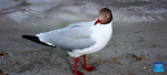 This photo taken with a mobile phone shows a brown-headed gull by the Yamzbog Yumco Lake, southwest China`s Tibet Autonomous Region, May 1, 2023. (Xinhua/Shen Hongbing)