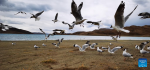This photo taken with a mobile phone shows brown-headed gulls by the Yamzbog Yumco Lake, southwest China`s Tibet Autonomous Region, May 1, 2023. (Xinhua/Shen Hongbing)