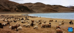 This photo taken with a mobile phone shows herds of sheep grazing by the Yamzbog Yumco Lake, southwest China`s Tibet Autonomous Region, May 1, 2023. (Xinhua/Shen Hongbing)