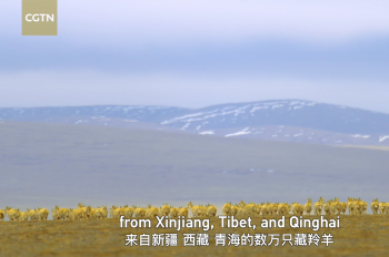 The magnificent migration of Tibetan antelopes