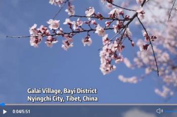 Happy life in Galai Village | Stories shared by Xi Jinping