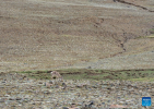 This photo taken on July 4, 2023 shows a Tibetan gazelle near the Puma Yumco Lake in Nagarze County of Shannan, southwest China`s Tibet Autonomous Region. (Xinhua/Sun Fei)