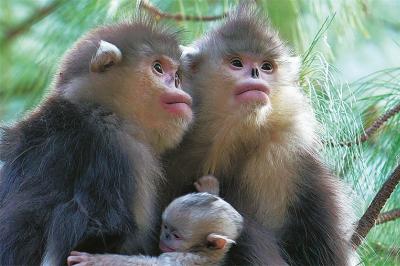 Reserve ensures survival of rare monkeys