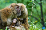 This photo taken on July 29, 2023 shows macaques in a valley of Cona County, Shannan City, southwest China`s Tibet Autonomous Region. (Xinhua/Jiang Fan)