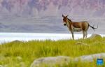 This photo taken on Aug. 19, 2023 shows a Tibetan wild donkey at Zhari Namco Lake in Ali, southwest China`s Tibet Autonomous Region. (Xinhua/Zhang Rufeng)