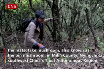 Tibetan villagers hunt for fragrant matsutake