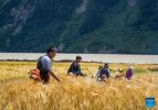 Villagers harvest highland barley in Waba Village of Ra`og Town of Qamdo City, southwest China`s Tibet Autonomous Region, Sept. 4, 2023. (Xinhua/Sun Fei)