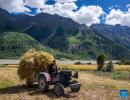 A villager driving a tractor transports highland barley in Waba Village of Ra`og Town of Qamdo City, southwest China`s Tibet Autonomous Region, Sept. 4, 2023. (Xinhua/Sun Fei)