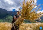 A villager bundles highland barley in Waba Village of Ra`og Town of Qamdo City, southwest China`s Tibet Autonomous Region, Sept. 4, 2023. (Xinhua/Sun Fei)