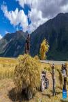 Villagers load highland barley onto a tractor in Waba Village of Ra`og Town of Qamdo City, southwest China`s Tibet Autonomous Region, Sept. 4, 2023. (Xinhua/Sun Fei)