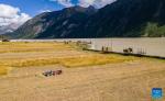 This aerial photo taken on Sept. 4, 2023 shows villagers harvesting highland barley in Waba Village of Ra`og Town of Qamdo City, southwest China`s Tibet Autonomous Region. (Photo by Tenzin Nyida/Xinhua)