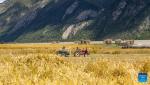 Villagers harvest highland barley in Waba Village of Ra`og Town of Qamdo City, southwest China`s Tibet Autonomous Region, Sept. 4, 2023. (Photo by Tenzin Nyida/Xinhua)