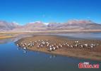 Black-necked cranes forage on the highland pastures in Damxung County, Lhasa, southwest China`s Tibet Autonomous Region, Oct. 23, 2023. (Photo: China News Service/Li Lin)