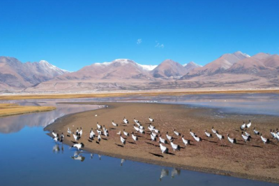 Black-necked cranes enjoy winter in Tibet