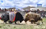 Tibet: Battle of the Yaks