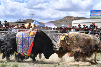 Tibet: Battle of the Yaks