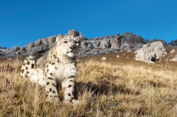 New report: Over 60% of all snow leopards live in China