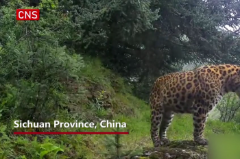 Wild animals caught on camera in SW China's natural reserve