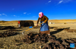 A herdswoman makes cow dung cakes to be used as heating fuel at a winter pasture in Dabug Village of Damxung County, southwest China`s Xizang Autonomous Region, Nov. 10, 2023.(Xinhua/Jigme Dorje)