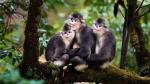 Photo shows Yunnan snub-nosed monkeys in Hongla Mountain in Markam county, Qamdo city, southwest China`s Xizang Autonomous Region. (Photo courtesy of the tourism development department of Tibet Autonomous Region)