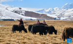 Sichod Drolma (C) and her father and sister pasture on the grassland in Damxung County, southwest China`s Xizang Autonomous Region, Nov. 15, 2023. (Xinhua/Jigme Dorje)