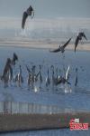 Black-necked cranes forage and play at a protection zone in Linzhou County, northern Lhasa, Southwest China`s Tibet Autonomous Region, Nov. 19, 2023.(Photo/China News Service)