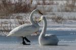 Whooper swans are seen in the Keluke Lake-Tuosu Lake Nature Reserve in Haixi Mongolian and Tibetan Autonomous Prefecture, northwest China`s Qinghai Province. (Photo/An Zi)