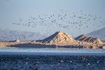 Migratory birds are seen in the Keluke Lake-Tuosu Lake Nature Reserve in Haixi Mongolian and Tibetan Autonomous Prefecture, northwest China`s Qinghai Province. (Photo/An Zi)