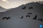 This photo taken on Dec. 5, 2023 shows black-necked cranes flying over a reservoir in Lhunzhub County of Lhasa, southwest China`s Xizang Autonomous Region. Lhunzhub County is one of the main habitats for black-necked cranes to spend winter. (Xinhua/Jiang Fan)