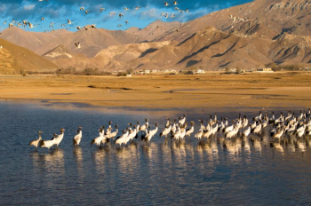 Black-necked cranes seen at reservoir in county of Lhasa, China's Xizang