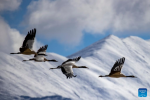 This photo taken on Dec. 8, 2023 shows black-necked cranes flying past snow-covered mountains in Lhasa, southwest China`s Xizang Autonomous Region. (Xinhua/Jiang Fan)