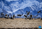 This photo taken on Dec. 8, 2023 shows black-necked cranes flying near snow-covered mountains in Lhasa, southwest China`s Xizang Autonomous Region. (Xinhua/Jigme Dorje)