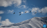 This photo taken on Dec. 8, 2023 shows black-necked cranes flying past snow-covered mountains in Lhasa, southwest China`s Xizang Autonomous Region. (Xinhua/Jigme Dorje)