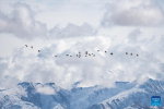 This photo taken on Dec. 8, 2023 shows black-necked cranes flying past snow-covered mountains in Lhasa, southwest China`s Xizang Autonomous Region. (Photo by Tenzin Nyida/Xinhua)