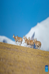 A flock of female Tibetan antelopes gallop at the Qiangtang National Nature Reserve in the northern part of southwest China`s Xizang Autonomous Region, Dec. 16, 2023. Winter is the mating season for Tibetan antelopes living at the Qiangtang National Nature Reserve. The three-week mating season is the only period of time throughout the year when a male antelope is seen together with the female ones.  Dubbed the `paradise of wild animals,` Qiangtang National Nature Reserve is home to over 30 kinds of wild animals listed on national-level protection catalogue, including Tibetan antelopes and wild yaks. (Xinhua/Jiang Fan)