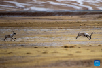 Male Tibetan antelopes compete for mating right at the Qiangtang National Nature Reserve in the northern part of southwest China`s Xizang Autonomous Region, Dec. 16, 2023. Winter is the mating season for Tibetan antelopes living at the Qiangtang National Nature Reserve. The three-week mating season is the only period of time throughout the year when a male antelope is seen together with the female ones.  Dubbed the `paradise of wild animals,` Qiangtang National Nature Reserve is home to over 30 kinds of wild animals listed on national-level protection catalogue, including Tibetan antelopes and wild yaks. (Xinhua/Liu Wenbo)