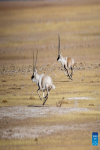 Male Tibetan antelopes compete for the mating right at the Qiangtang National Nature Reserve in the northern part of southwest China`s Xizang Autonomous Region, Dec. 16, 2023. Winter is the mating season for Tibetan antelopes living at the Qiangtang National Nature Reserve. The three-week mating season is the only period of time throughout the year when a male antelope is seen together with the female ones.  Dubbed the `paradise of wild animals,` Qiangtang National Nature Reserve is home to over 30 kinds of wild animals listed on national-level protection catalogue, including Tibetan antelopes and wild yaks. (Xinhua/Jiang Fan)