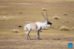 A male Tibetan antelope vocally attracts the female for mating at the Qiangtang National Nature Reserve in the northern part of southwest China`s Xizang Autonomous Region, Dec. 16, 2023. Winter is the mating season for Tibetan antelopes living at the Qiangtang National Nature Reserve. The three-week mating season is the only period of time throughout the year when a male antelope is seen together with the female ones.  Dubbed the `paradise of wild animals,` Qiangtang National Nature Reserve is home to over 30 kinds of wild animals listed on national-level protection catalogue, including Tibetan antelopes and wild yaks. (Xinhua/Jiang Fan)